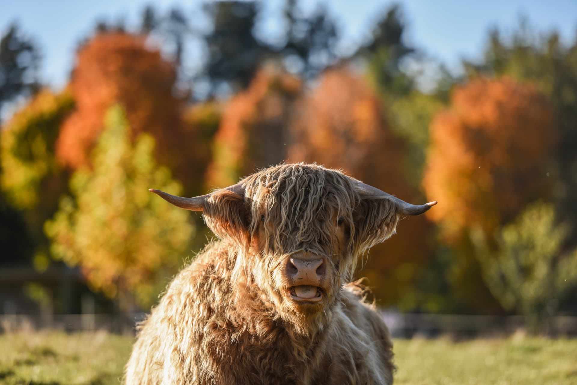 Wanaka Lavender Farm Ticket - image 4